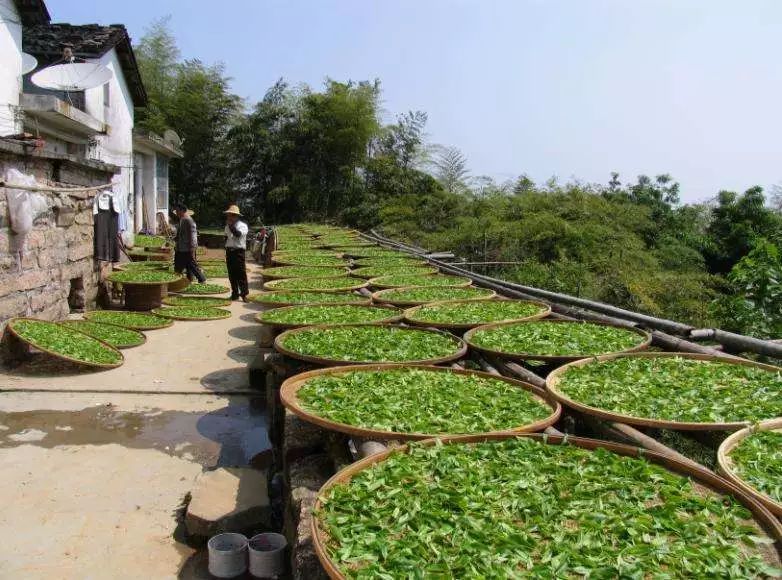 鳳凰單叢：蜜蘭香有何特點？