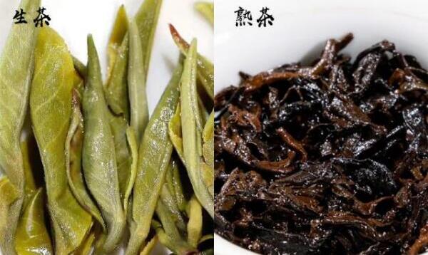 普洱茶生茶熟茶區(qū)別，茶色、湯色、茶味、葉底、功效不同