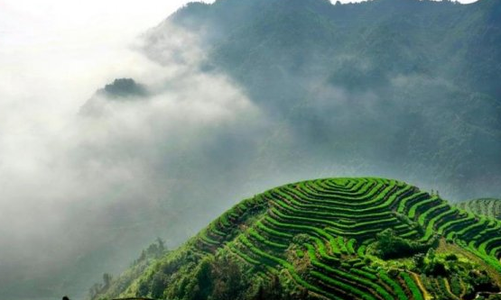 高山云霧指的是什么茶？