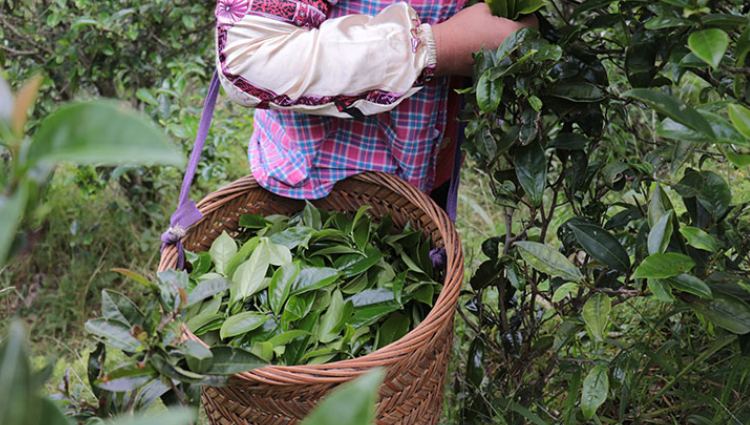 鳳藏茗茶行 | 鳳凰單叢茶知識點(diǎn)