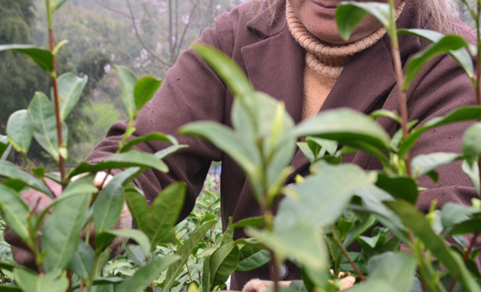 【綠茶】廬山云霧茶發(fā)酵嗎？