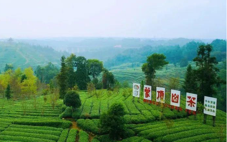 雅安黃茶簡介_雅安黃茶哪里有買