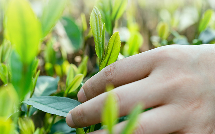 龍井茶綠茶的采摘時間是何時？