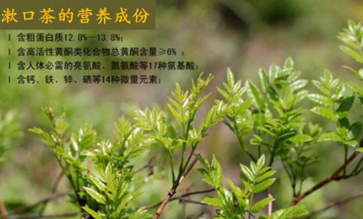 牛山黃茶如何用_牛山黃茶使用方法