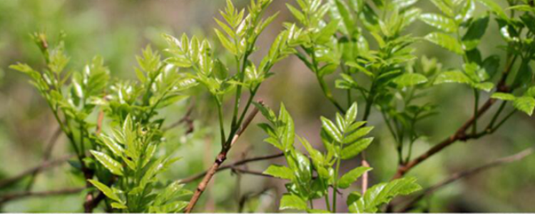 虎山黃茶怎么喝_虎山黃茶的正確泡法