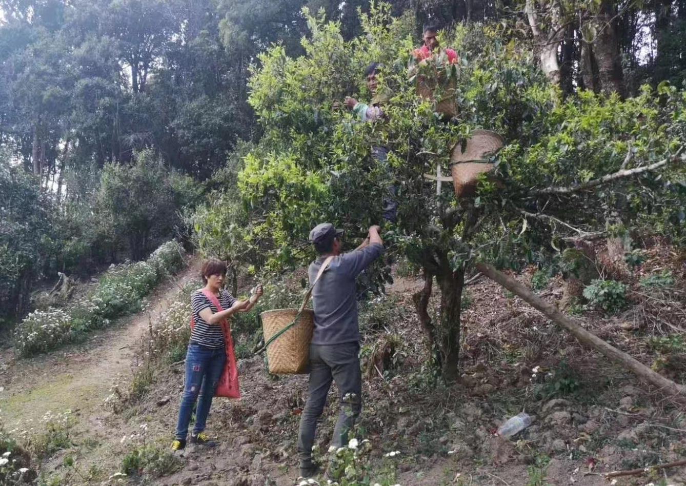 古樹普洱茶的價格,如何選購普洱茶才不會被坑？