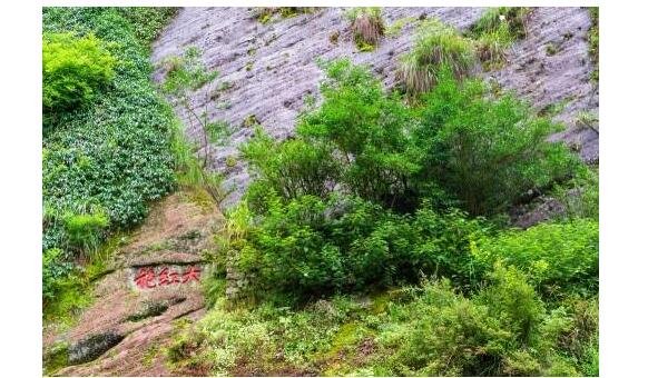 武夷山大紅袍母樹(shù)為什么珍貴？武夷山大紅袍母樹(shù)在什么生長(zhǎng)地