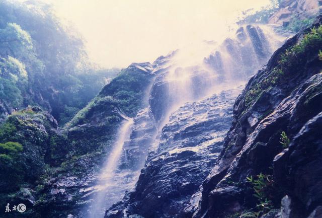 中國十大名茶之——廬山云霧茶