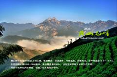 黃山毛峰屬于什么茶？黃山毛峰簡(jiǎn)介