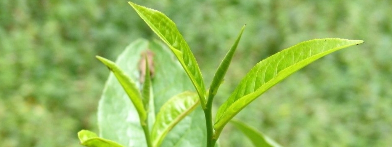 中國十大名茶產(chǎn)自哪里？附基本介紹