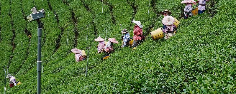 阿里山茶葉是一種什么茶（阿里山茶的價(jià)值以及怎么辨別真假）