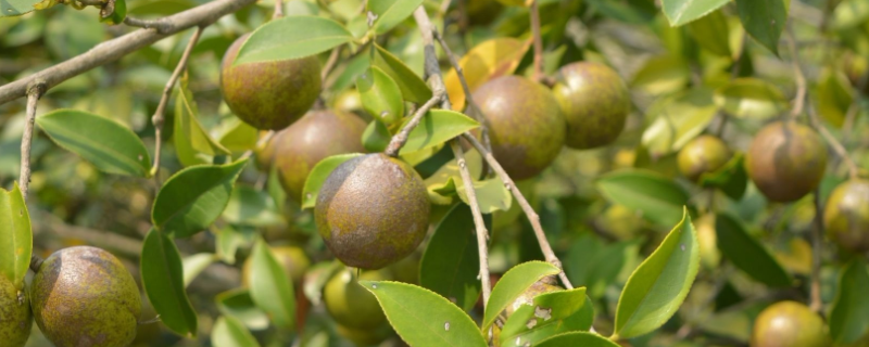 油茶樹，附形態(tài)特征及生長習(xí)性