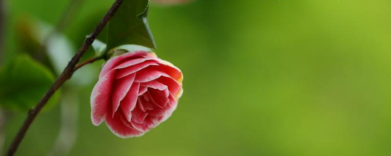 茶樹(shù)、茶樹(shù)花、茶花、花茶的區(qū)別