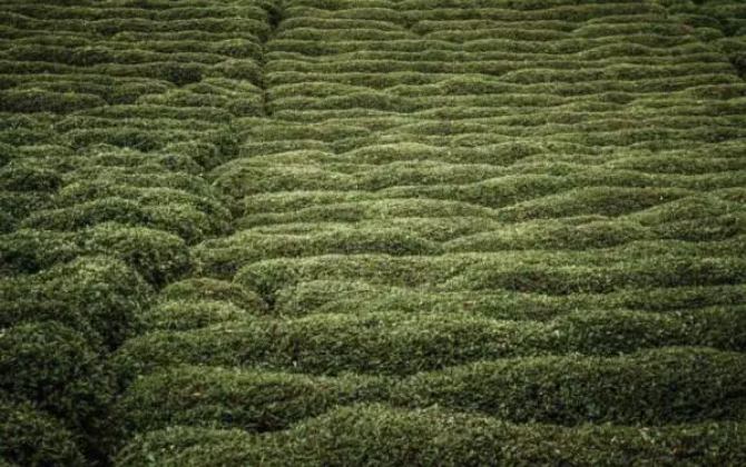 4種武漢特有的茶葉，每種茶都芬芳四溢，口感淳爽，你更愛(ài)哪種