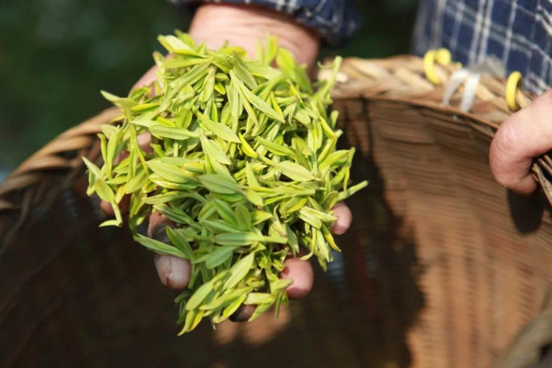 西湖龍井茶的古法制作工藝