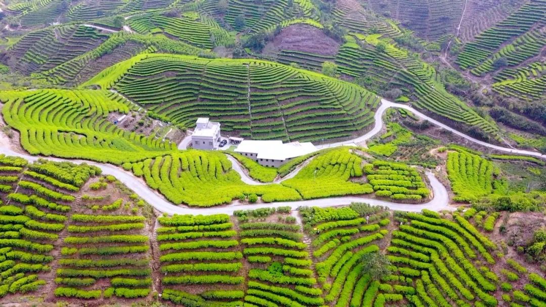 借中國(guó)茶申遺成功“東風(fēng)” 讓鳳凰單叢茶飄香四方