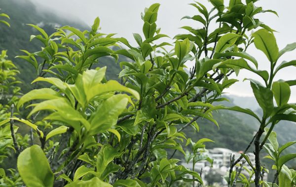 鳳凰單叢茶-茉莉花香單叢