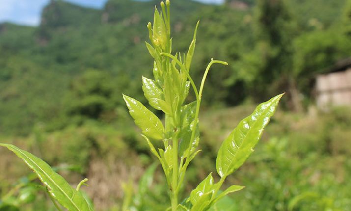 莓茶的功效與作用及禁忌有哪些？