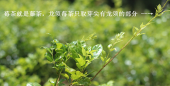 〖莓茶〗是什么茶？有什么用？