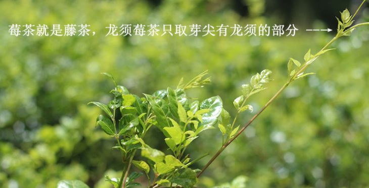 〖莓茶〗是什么茶？有什么用？