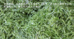 土家莓茶多少錢(qián)一斤？哪些因素影響了莓