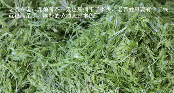 土家莓茶多少錢一斤？哪些因素影響了莓茶的定價？