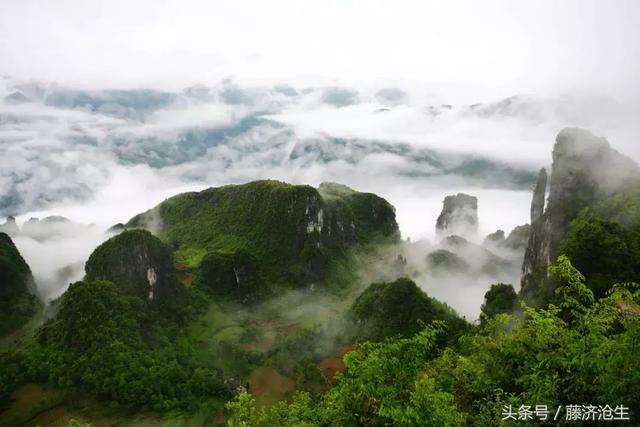 什么是藤茶？（1分鐘帶你認(rèn)知藤茶?。? title=