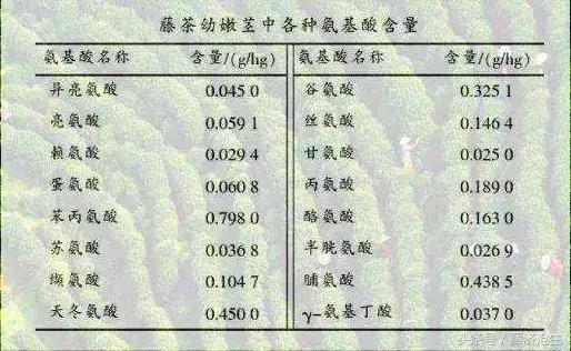 什么是藤茶？（1分鐘帶你認(rèn)知藤茶?。? title=