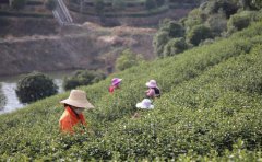 【茶葉】信陽毛尖的制茶流程（步驟?。?></a> <a href=