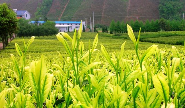 茶葉網-白茶茶毫有什么作用？