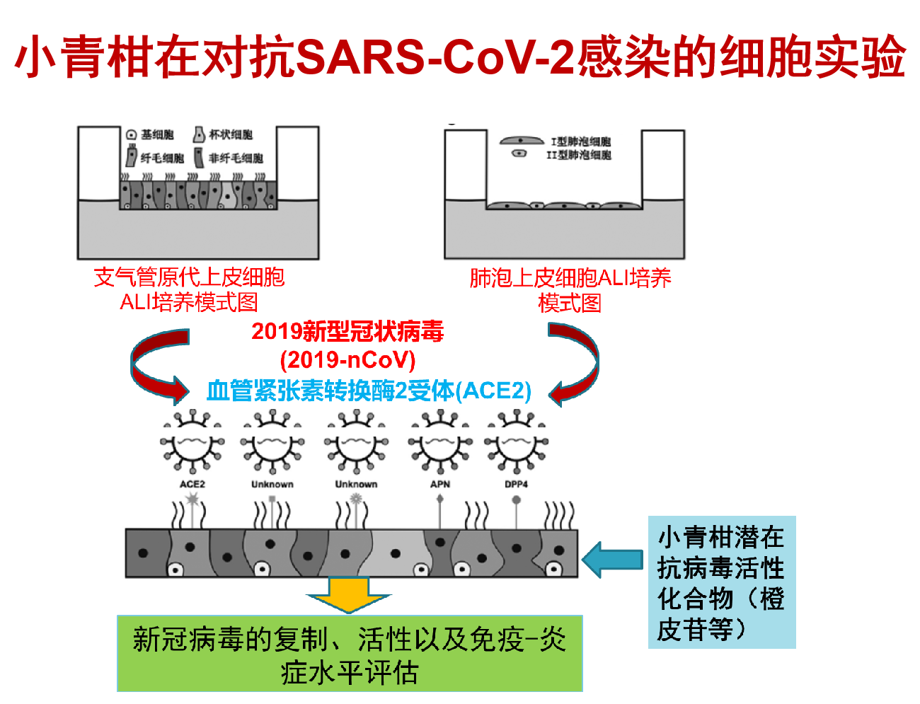 2020最新研究小青柑逆轉(zhuǎn)PM2.5誘導(dǎo)的肺氣腫形成