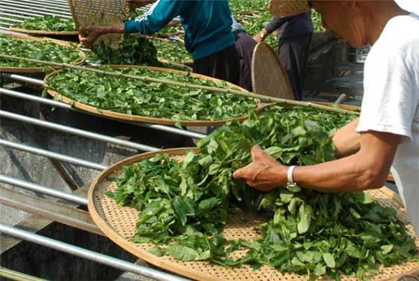 武夷山正巖果香肉桂茶（收藏）