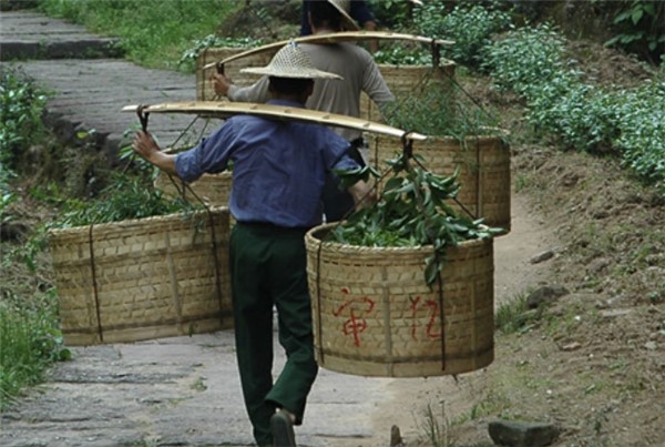 武夷山正巖果香肉桂茶（收藏）