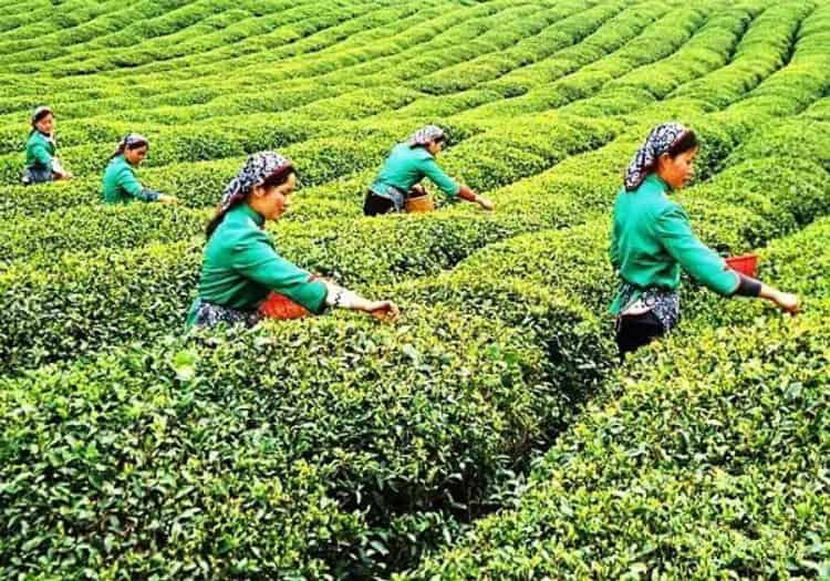 廣西特有歷史名茶，南山白毛茶（收藏）