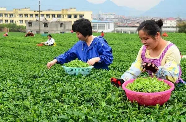 廣西名茶——開山白毛茶（收藏）