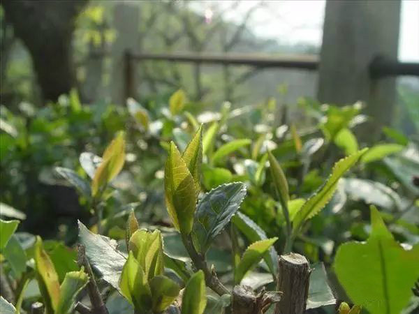 廣西名茶——開山白毛茶（收藏）