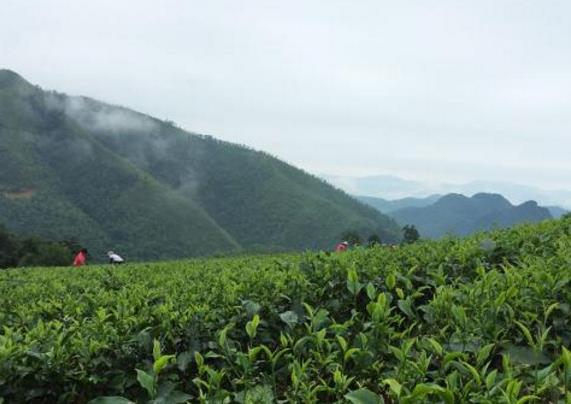 英德紅茶是什么茶？英德紅茶的發(fā)展歷史？（收藏）