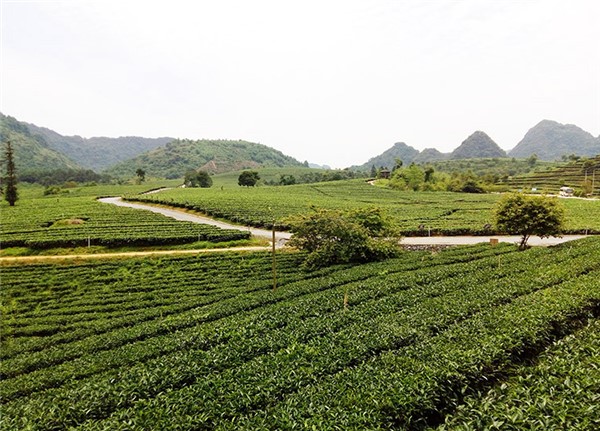 英德市積慶里紅茶谷紅茶茶園（收藏）