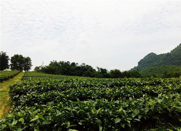 英德市積慶里紅茶谷紅茶茶園（收藏）