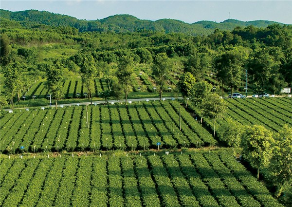 八百秀才英德紅茶怎么樣？（收藏）