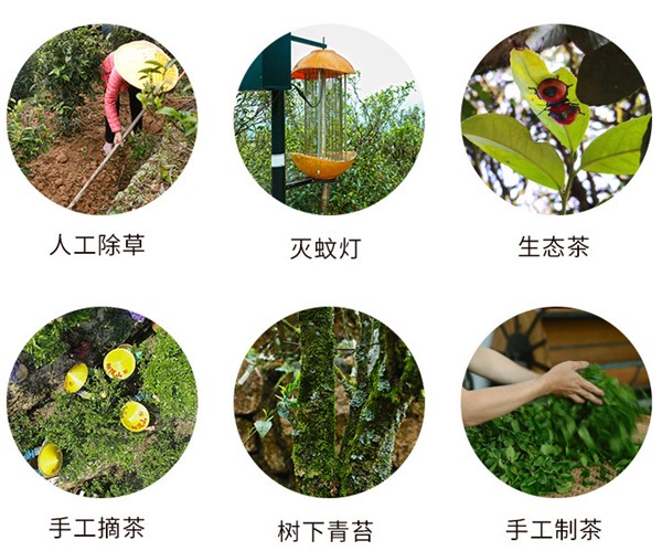 鳳凰單叢茶哪個(gè)牌子好？翔鳳山鳳凰單叢茶好！