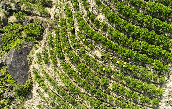 鳳凰單叢茶哪個(gè)牌子好？翔鳳山鳳凰單叢茶好！