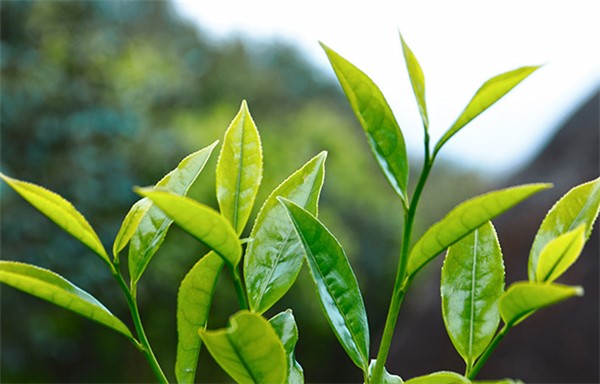 鳳凰單叢茶哪個(gè)牌子好？翔鳳山鳳凰單叢茶好！