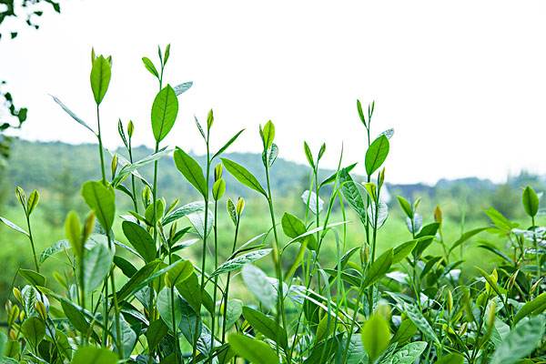 【茶知識(shí)】茶樹(shù)怎么種植？茶樹(shù)的種植方式與密度