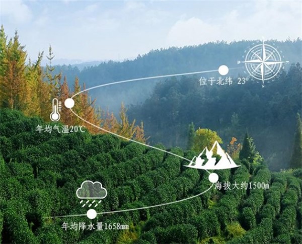 鳳凰單叢系列：為什么好茶都來(lái)自于高山？（收藏）