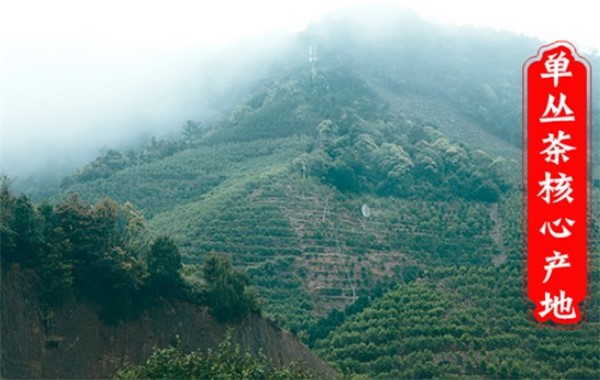 鳳凰單叢茶鴨屎香哪個品牌好？（收藏）