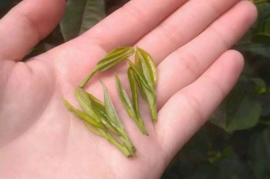 炒青茶為什么便宜，炒青綠茶好喝嗎？