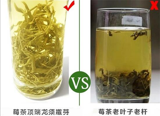 張家界茅巖莓茶與藤茶是同一種茶嗎，藤茶跟莓茶一不一樣？