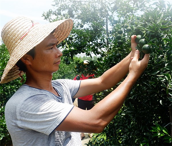 茶葉小青柑多少錢一斤？（收藏）