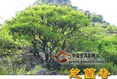 鳳凰單樅芝蘭香特點(diǎn)：其生空谷、其幽如蘭（收藏）